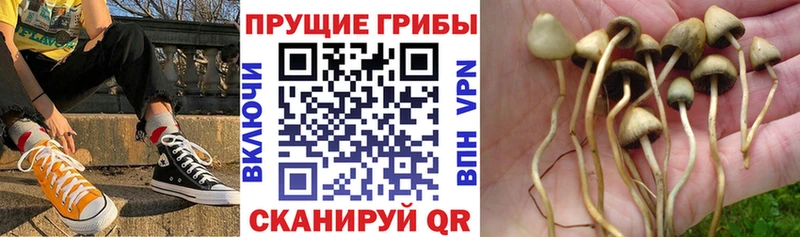 продажа наркотиков  Екатеринбург  Галлюциногенные грибы Psilocybe 
